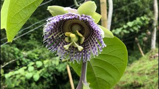 Cultivo de granadilla empezando su etapa productiva Valle del Cauca Colombia🇨🇴 [upl. by Leacim942]