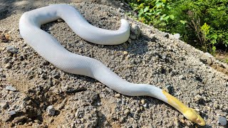 Albino Pied Ball Python outside [upl. by Naols]