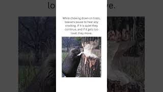 How beavers keep safe from falling trees facts animals beavers fyp [upl. by Olmstead]