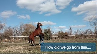 Establishing forward energy with your horse from the ground [upl. by Aaberg]