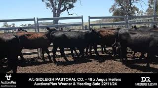 Ac GIDLEIGH PASTORAL CO  46 x Angus Heifers AuctionsPlus Weaner amp Yearling Sale 221124 [upl. by Key]