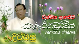 Monarakudumbiya  Veronia cinerea  මොණරකඩුම්බිය [upl. by Glynn]