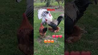 funny coq 🐓 ❤️ chicken song animals 1million funny song 8뉴스 shorts short chicken amor 1m [upl. by Gasper]