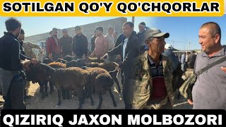 SURXONDARYO QIZIRIQ JAXON MOLBOZORI SOTILGAN QOY QOCHQOR ECHKI ULOQ NARXLARI 20102024 [upl. by Aciraj521]