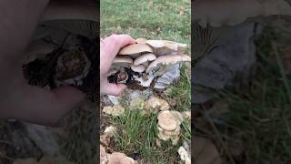 ❄️🍄Winter oyster mushrooms how to identity them😋mushroom foraging wildfood nature [upl. by Hadias]