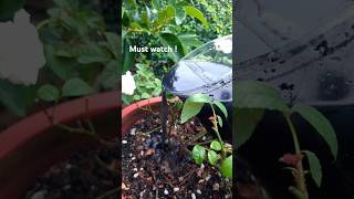 നിറയെ പൂക്കൾ പിടിക്കണ്ടേ diy plants rose garden gardenideas sale flowering  fertiliser [upl. by Akemak]