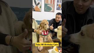 🐕Tobo का Birthday Cake 🎂 mini wood toy  woodworking art skill  hand crafts shorts pets [upl. by Maclay425]