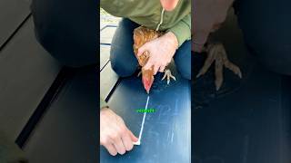 Ein Huhn mit Kreide hypnotisieren😱 huhn hypnose landwirtschaft dorfkind gutzuwissen hahn [upl. by Hedgcock]