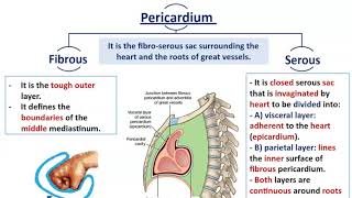 Mediastinal Divisions with Anatomy of Pericardium  Dr Ahmed Farid [upl. by Balfore524]