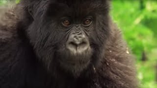 Meet This Family of Mountain Gorillas  Cousins  BBC Earth [upl. by Wiener622]