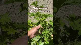 Follow Me to Make Free Citronella Plants  Save Money amp Have Fun [upl. by Lillian714]