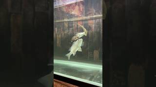 FEEDING  RED SNAPPER AND BARRAMUNDI viralvideo ytshorts aquarium [upl. by Jamel]