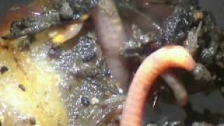 Red Worms Composting [upl. by Joses442]