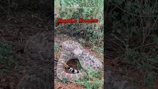 How Rattlesnakes Make Tail Sounds🐍 shorts [upl. by Chaddie]