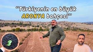 Fabrikatörlüğü bırakıp KAZ DAĞLARINDA 100 dönüm arazi alarak Aronya yetiştiriciliğine başladı [upl. by Tiduj]