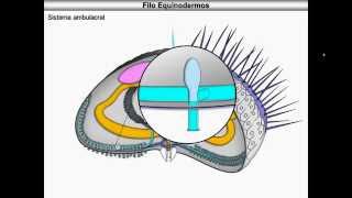 Equinodermos [upl. by Ingham]