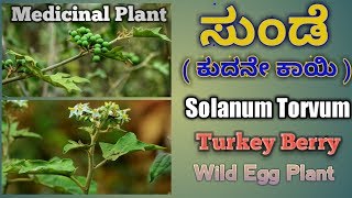 ಸುಂಡೆ ಗಿಡ Solanum Torvum Turkey Berry [upl. by Marra]