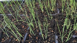 How to start bunching onion seeds [upl. by Retxab248]