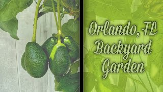 Florida Gardening within an HOA NO Problem [upl. by Caldwell]