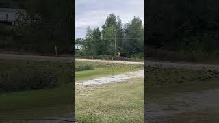 Wow Look at the birds shortvideo blackbirds perryhillfarms [upl. by Fanestil]