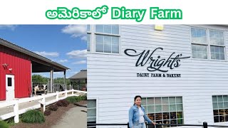 Wright’s Dairy Farm in Rhode Island  Telugu Vlogs from USA [upl. by Ileray]