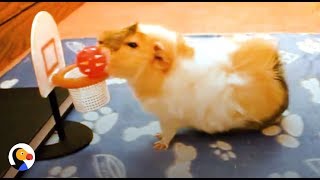 SMARTEST Guinea Pigs Do THE COOLEST Tricks  The Dodo [upl. by Nykal]