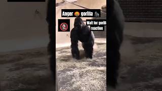 Watch gorilla reaction gorillatag attitude anime hanuman love like music roblox MrBeast [upl. by Faith]