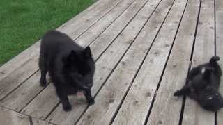 Shiba Inu and schipperke puppy playing [upl. by Dougie]