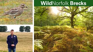 WildNorfolk Brecks [upl. by Nowell]