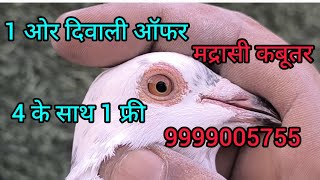 MADRASI kabutar Kewal 500₹pr Delhi chattarpur 9999005755  SUPER QUALITY KI MADRASI KABUTAR [upl. by Ahsii]