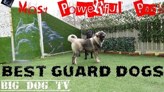 Best guard dogs in the world Cane Corso amp Caucasian Ovcharka [upl. by Siladnerb]