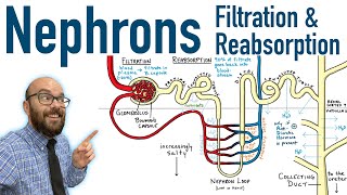 Nephrons  Filtration and Reabsorption Basics [upl. by Eelnodnarb]