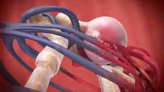 Glomerular Filtration animation [upl. by Nyleuqcaj986]