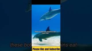 Dolphins Hunt Razor Fish in the Garden eel animals fish shorts reels viralvideo viralshorts [upl. by Neroc]