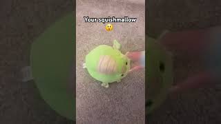 Turboflex squishmallow duet with lutralutrapeacock funny squishmallows [upl. by Joelly]