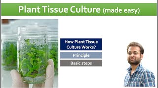 Plant tissue culture How it works steps involved [upl. by Tandie718]