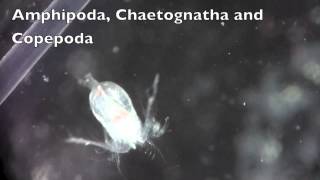 Amphipoda Chaetognatha and Copepoda [upl. by Trotter]