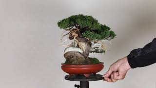 Koji Hiramatsu Takamatsu Bonsai Channel episode 31 [upl. by Loralie]