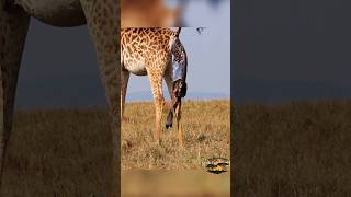 Miraculous Moments Witness a Giraffe Mom Giving Birth in Stunning Detail 😍😍 rare shorts animals [upl. by Ecirpac464]