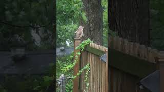 Red Tailed Hawk perched on our fence during tropical storm Debby [upl. by Alial684]