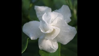 Cape Jasmine  Tabernaemontana divaricata [upl. by Leinadnhoj267]