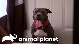 Behind the Scenes of Some of the Craziest Dog Rescues  Pit Bulls and Parolees  Animal Planet [upl. by Ahsratan]