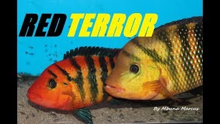 FESTAE CICHLID the NOTORIOUS RED TERROR Mesoheros festae [upl. by Gerstein303]