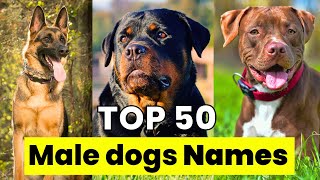 Male Dogs Names  Top 50 Male Dogs Names  Unique Male Dogs Names [upl. by Buiron]