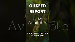 Oilseed Report  26 Aug 2024 [upl. by Otiv]