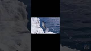 Penguins falling Velocity edit [upl. by Rehpatsirhc436]