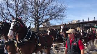 St Louis Cardinals opening day 2018 Budweiser Clydesdales awesome [upl. by Lowe211]