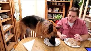 Can Man Eat Faster Than A German Shepherd [upl. by Alios]