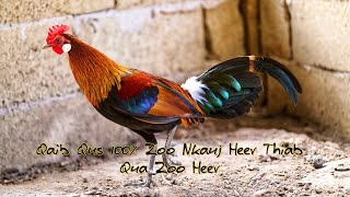 Pure Laos Red Jungle Fowl With a Nice Crow  Qaib Qus Dawb Ntsej 100 Zoo Nkauj Thiab Qua Zoo Heev [upl. by Sang]