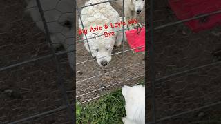 Layla our Great Pyrenees Mommy says goodbye with a wink to her youngest puppy puppy adopted puppy [upl. by Akimihs562]